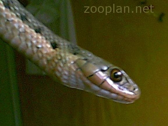 Thamnophis elegans vagrans Weibchen  Udo Karkos
