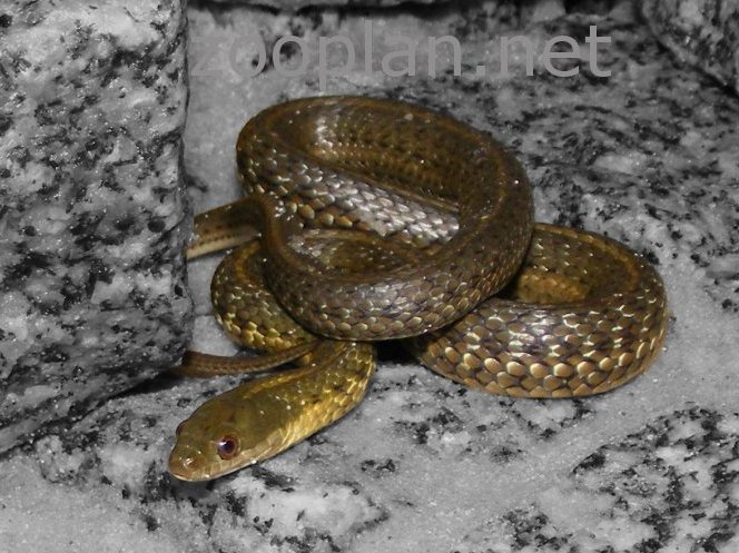Thamnophis melanogaster canescens  Udo Karkos