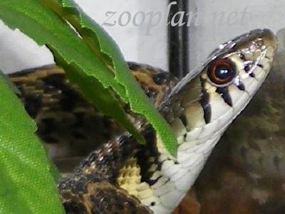 Thamnophis marcianus marcianus  Karkos