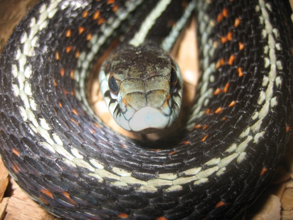 Thamnophis sirtalis pickeringii Weibchen  Udo Karkos