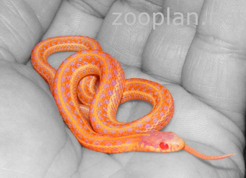 Thamnophis radix Red Albino Jungtier  Karkos/ Esser