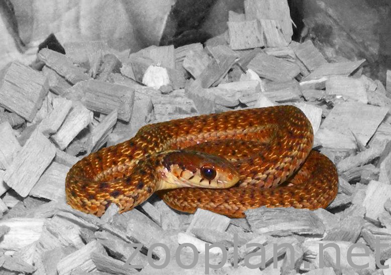 Thamnophis sirtalis sirtalis erythristisch © Udo Karkos