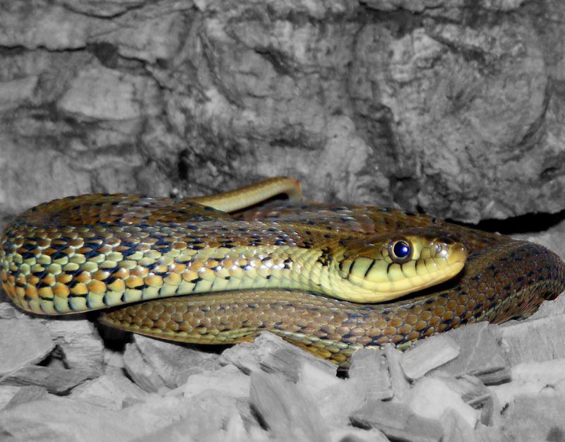 Thamnophis eques scotti Portrait  Udo Karkos