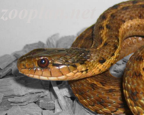 Thamnophis elegans vagrans Weibchen  Udo Karkos