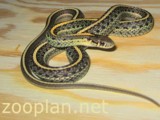 Prärie Strumpfbandnatter, Thamnophis radix von Udo Karkos